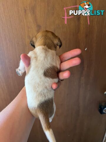 Jack Russell pups for sale