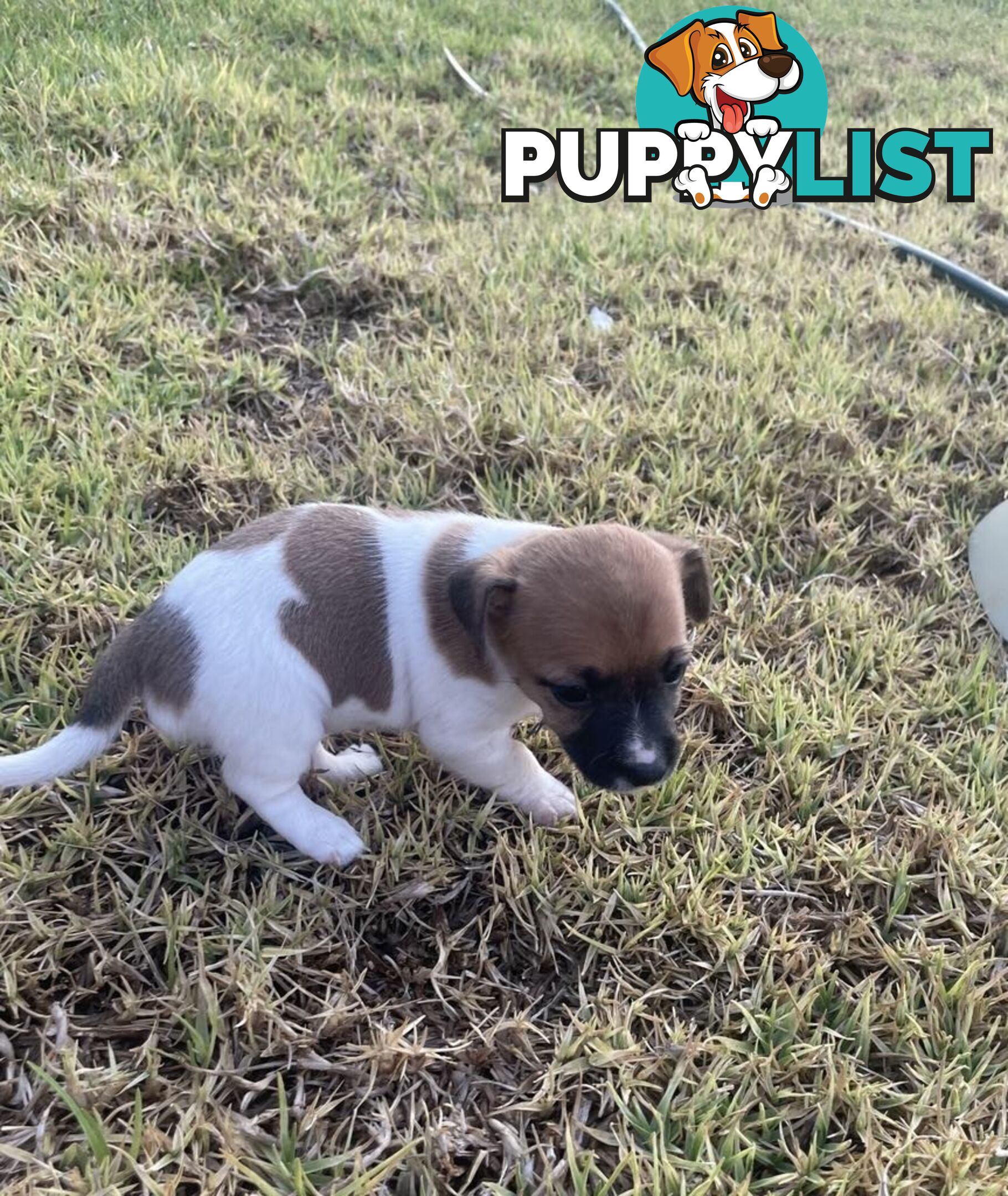 Jack Russell pups for sale