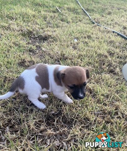 Jack Russell pups for sale