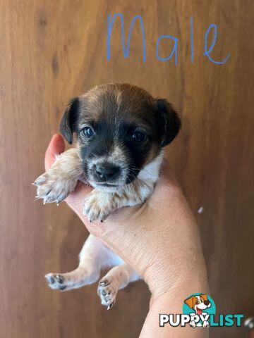 Jack Russell pups for sale