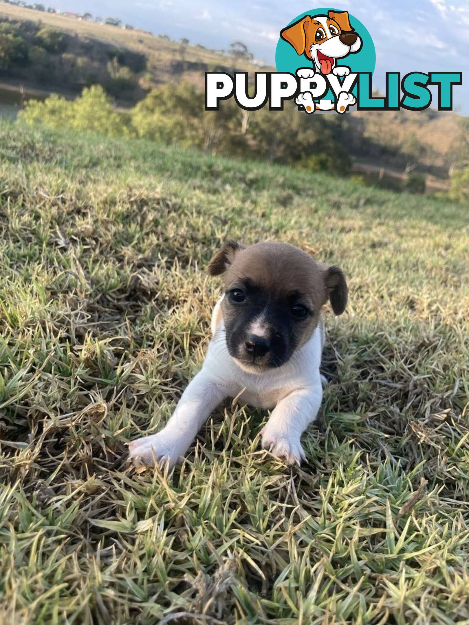 Jack Russell pups for sale