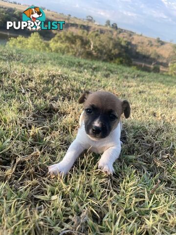 Jack Russell pups for sale