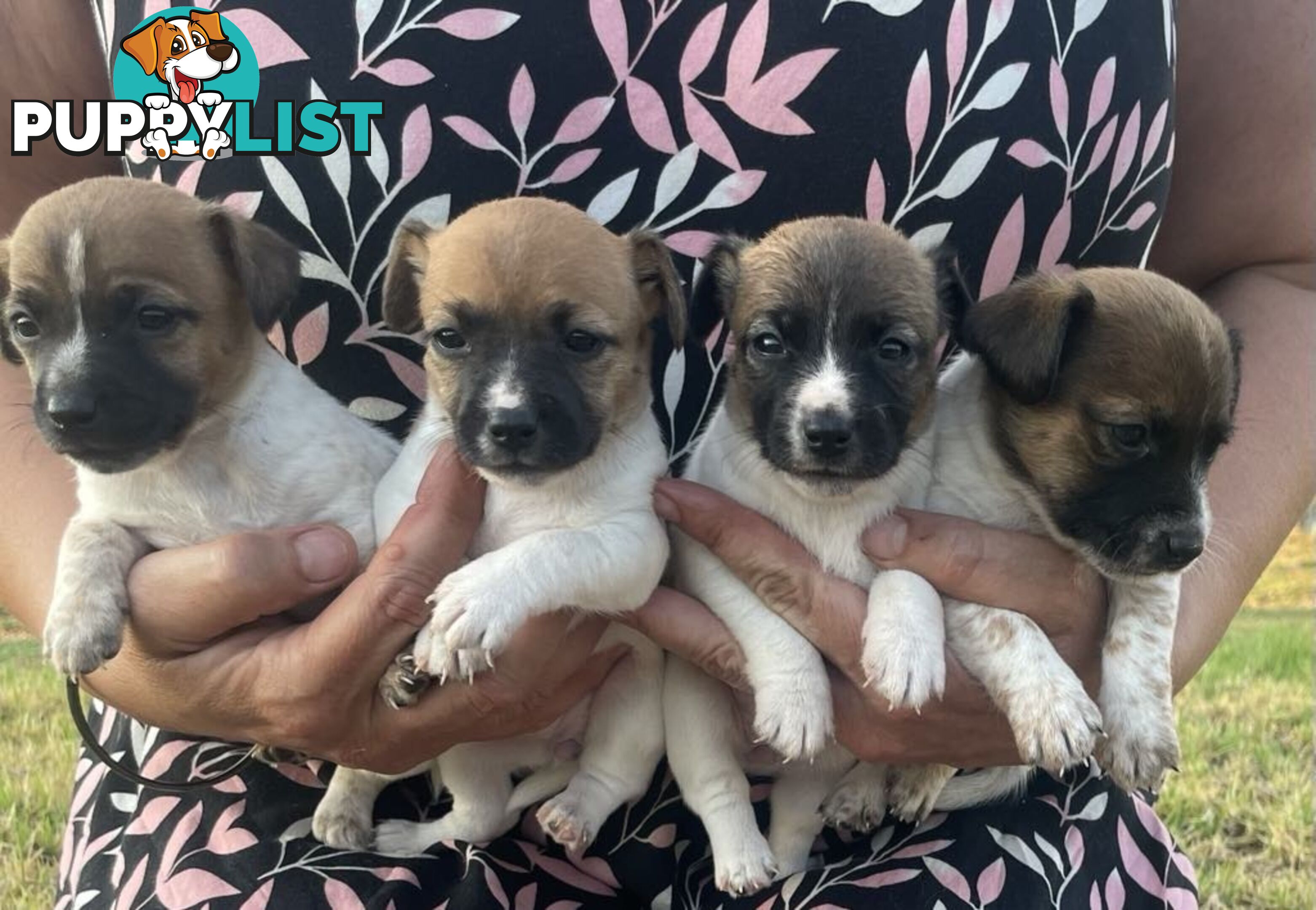 Jack Russell pups for sale