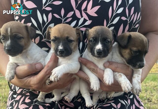 Jack Russell pups for sale