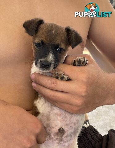 Jack Russell pup for sale