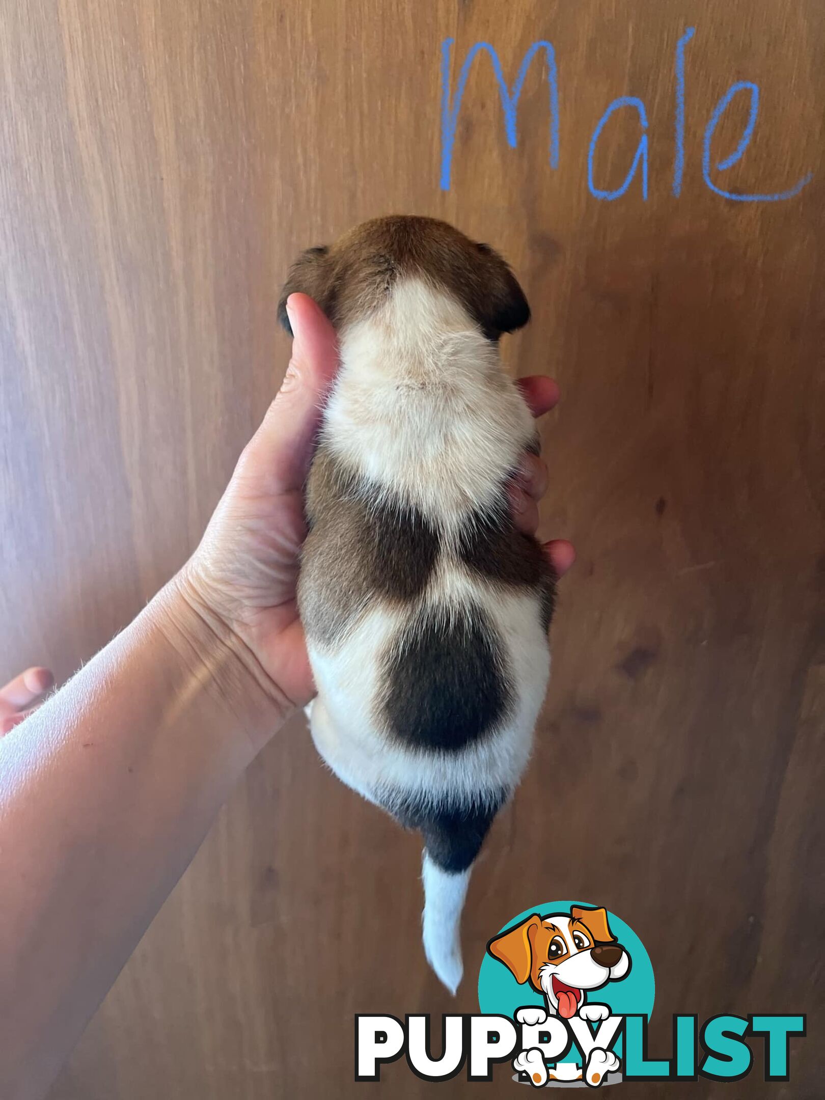 Jack Russell pups for sale