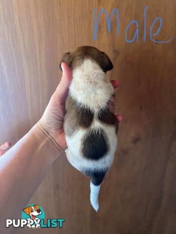 Jack Russell pups for sale