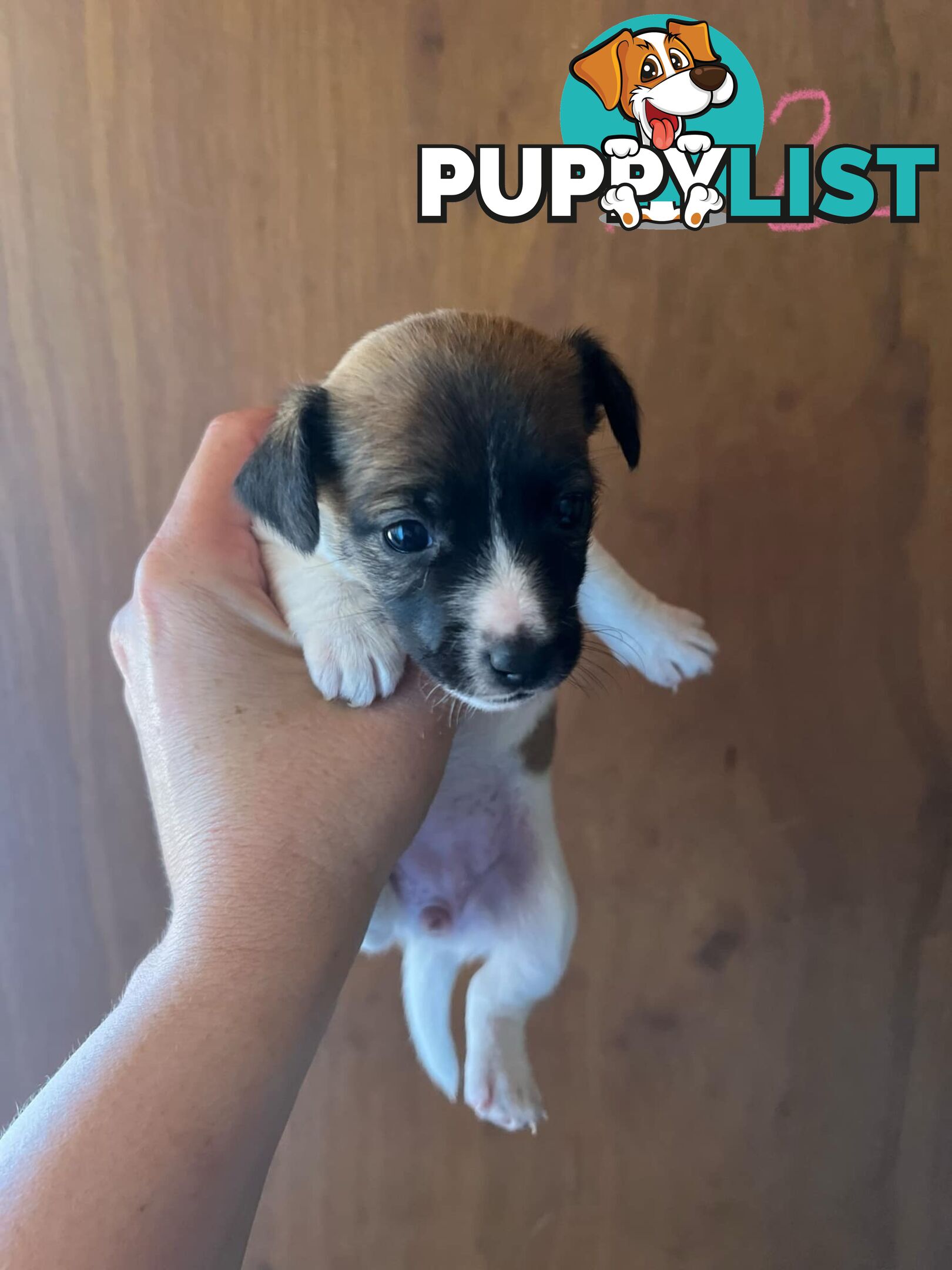 Jack Russell pups for sale