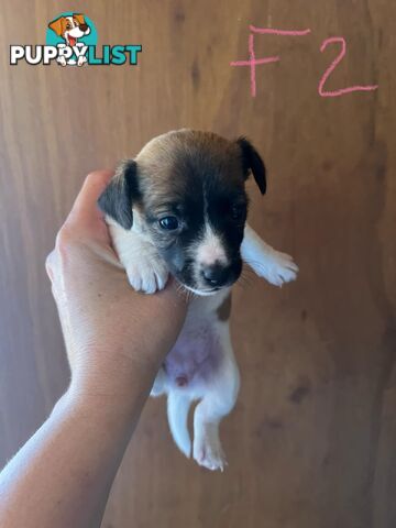 Jack Russell pups for sale