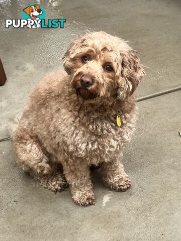 Cavoodle 2.5 yo vaccinated, chipped,