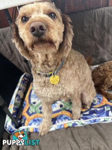 Cavoodle 2.5 yo vaccinated, chipped,