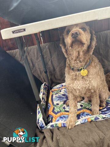 Cavoodle 2.5 yo vaccinated, chipped,