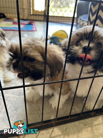 ShihTzu