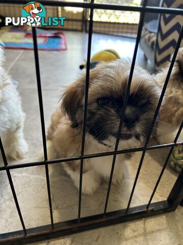 ShihTzu