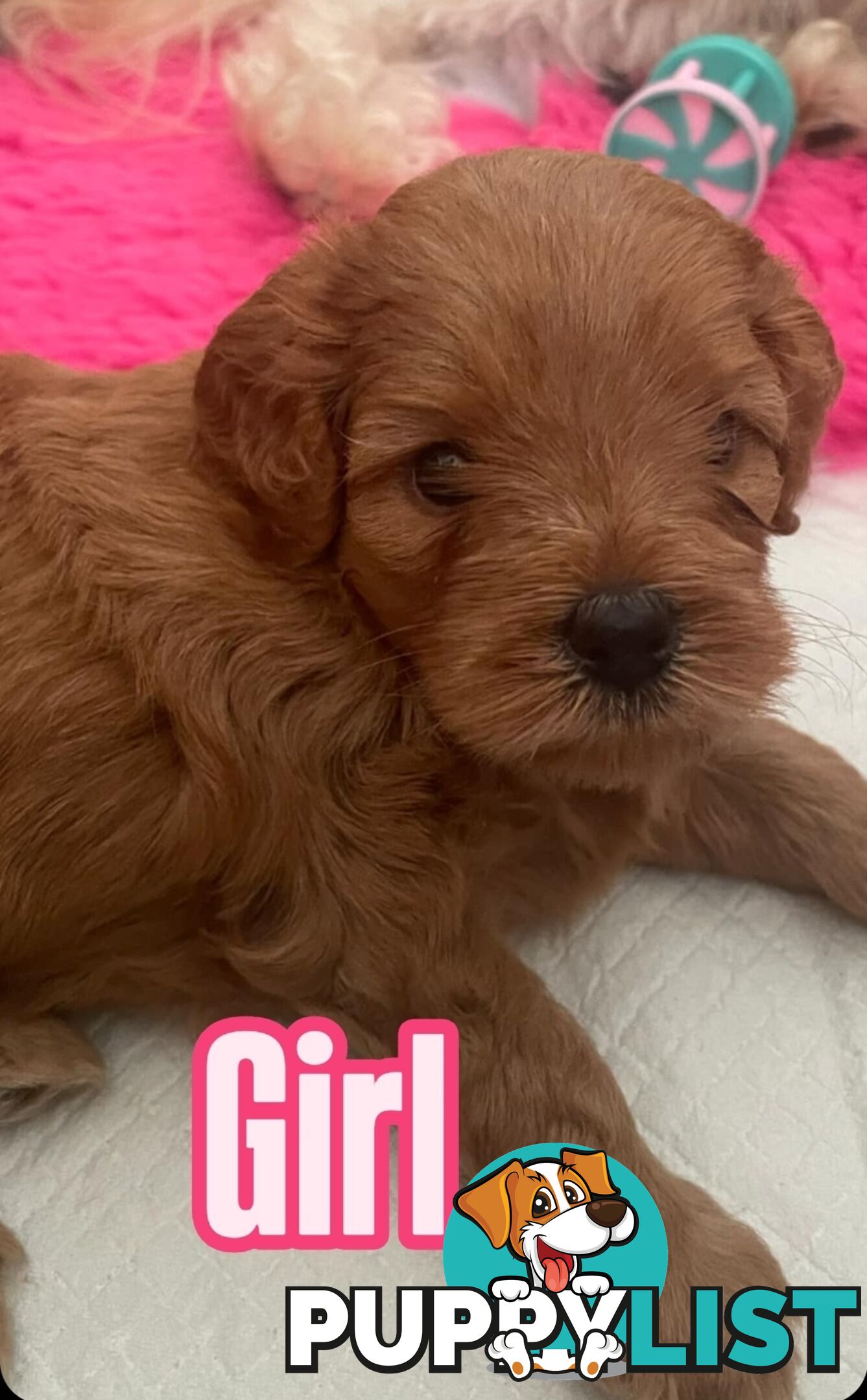 Mini Cavoodle Puppies for sale