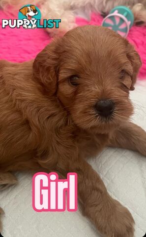 Mini Cavoodle Puppies for sale