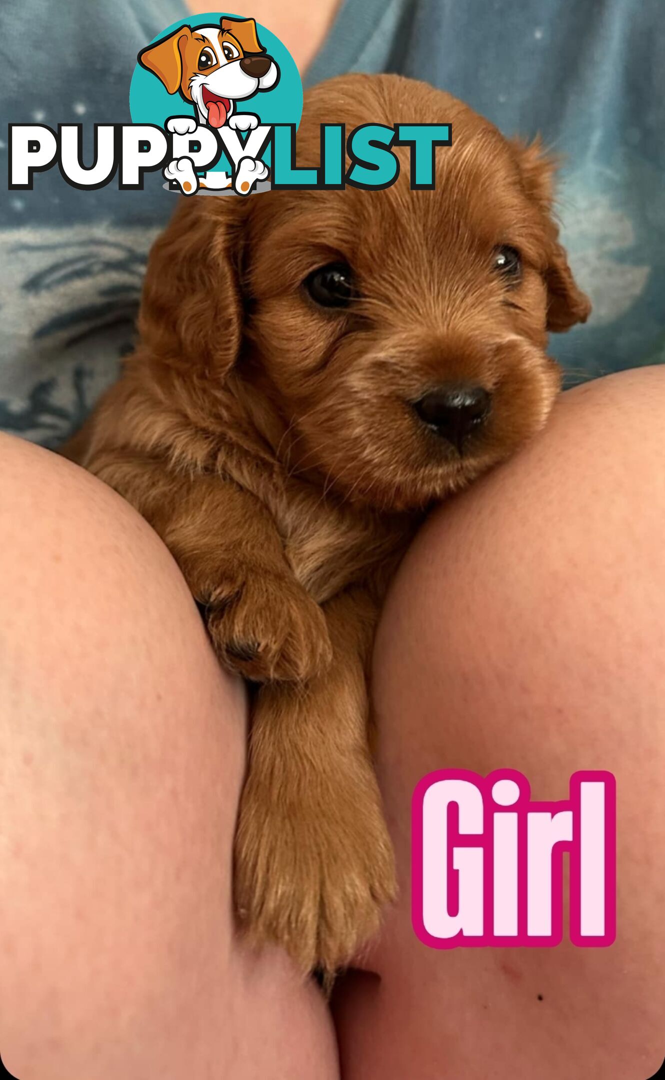 Mini Cavoodle Puppies for sale