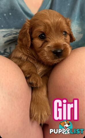 Mini Cavoodle Puppies for sale