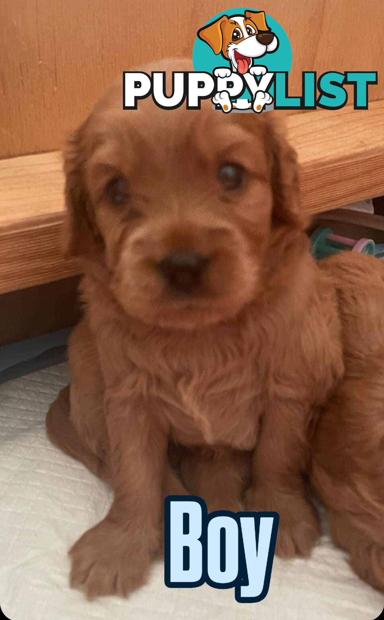 Mini Cavoodle Puppies for sale