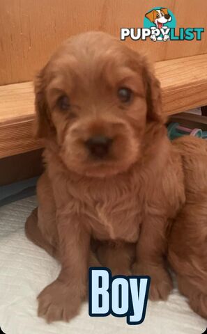 Mini Cavoodle Puppies for sale