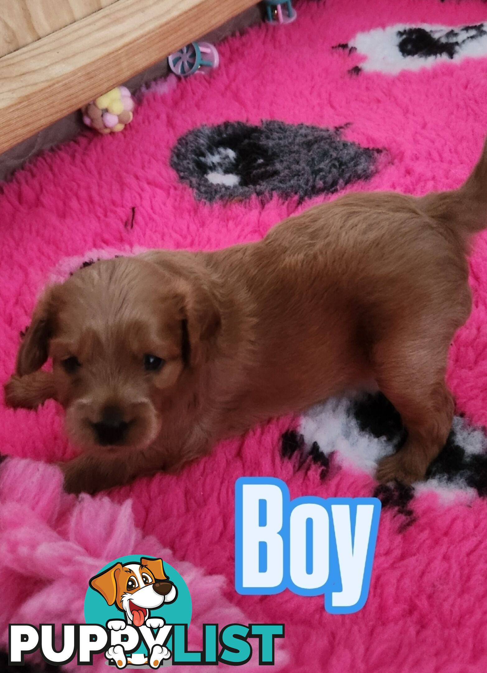 Mini Cavoodle Puppies for sale