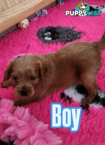 Mini Cavoodle Puppies for sale