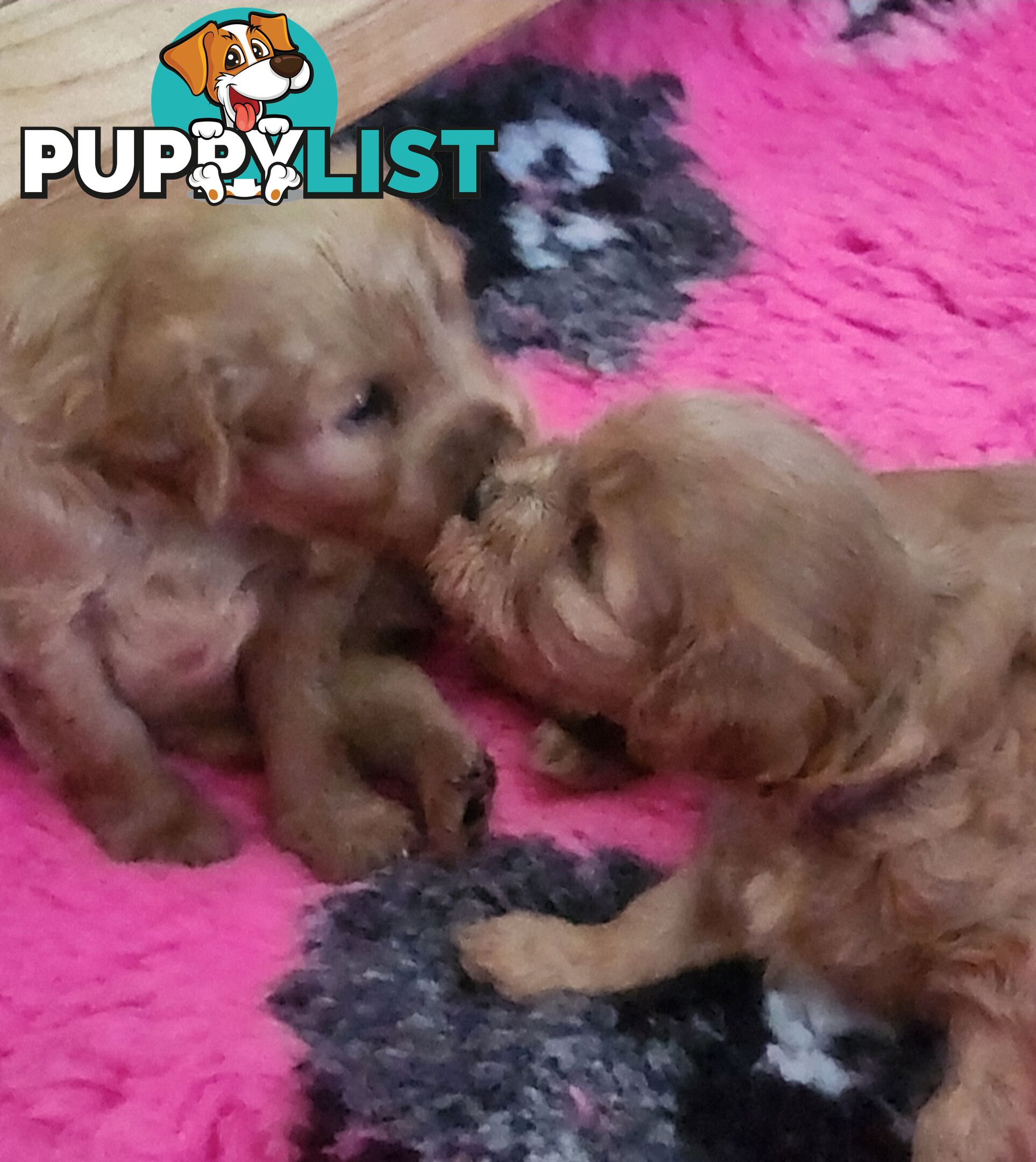 Mini Cavoodle Puppies for sale