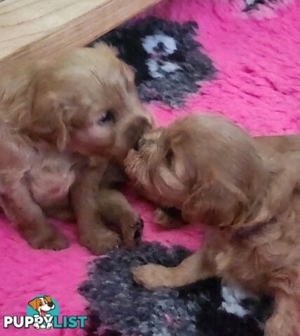 Mini Cavoodle Puppies for sale