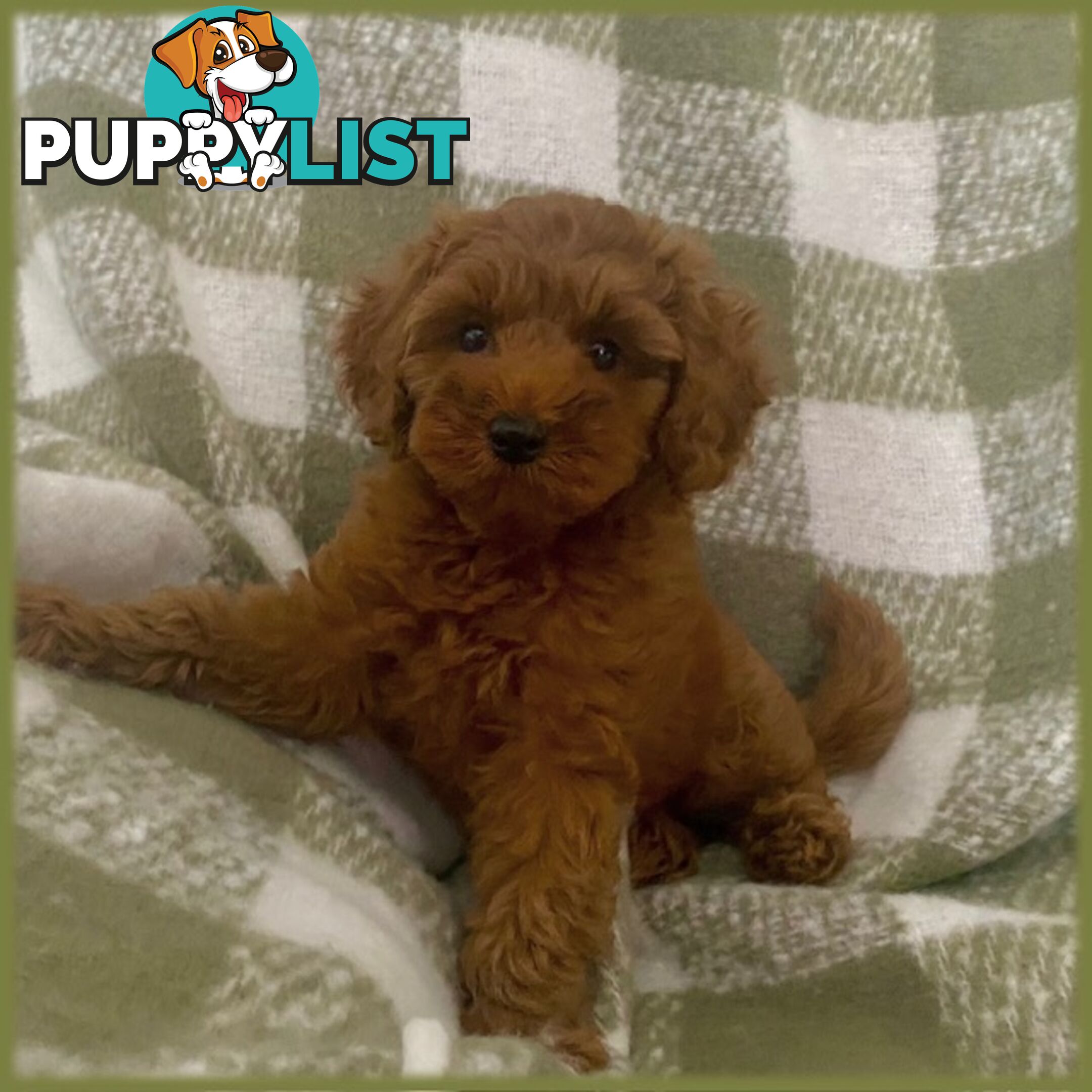 F1 Toy Cavoodle - Toy Poodle Red Dna clear, georgous boy, ready now