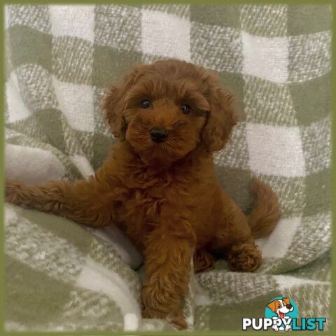 F1 Toy Cavoodle - Toy Poodle Red Dna clear, georgous boy, ready now