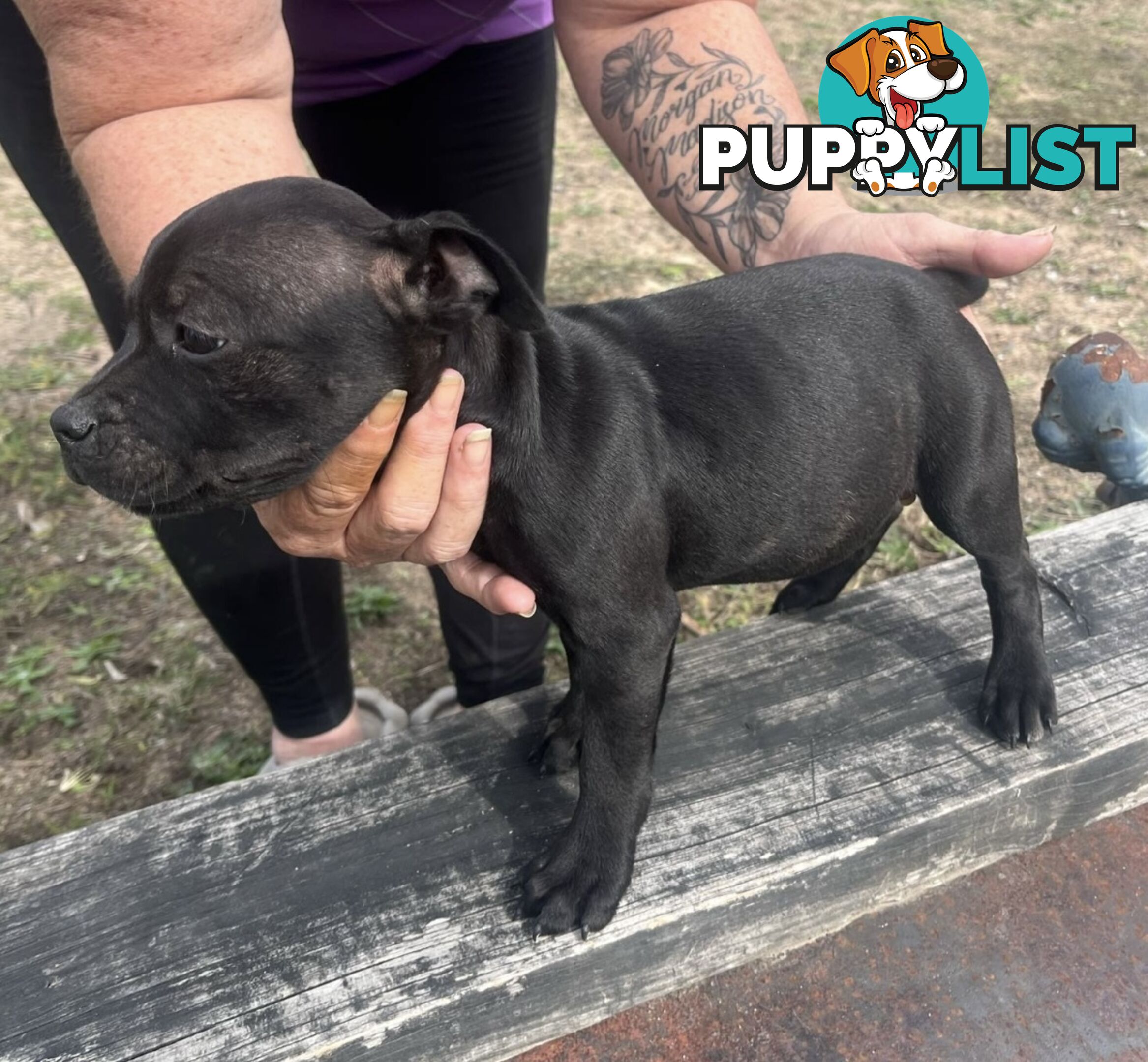 Pure Bred Blue English Staffies