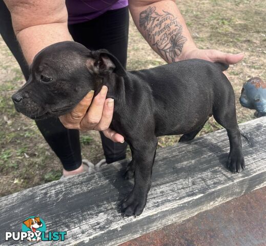 Pure Bred Blue English Staffies