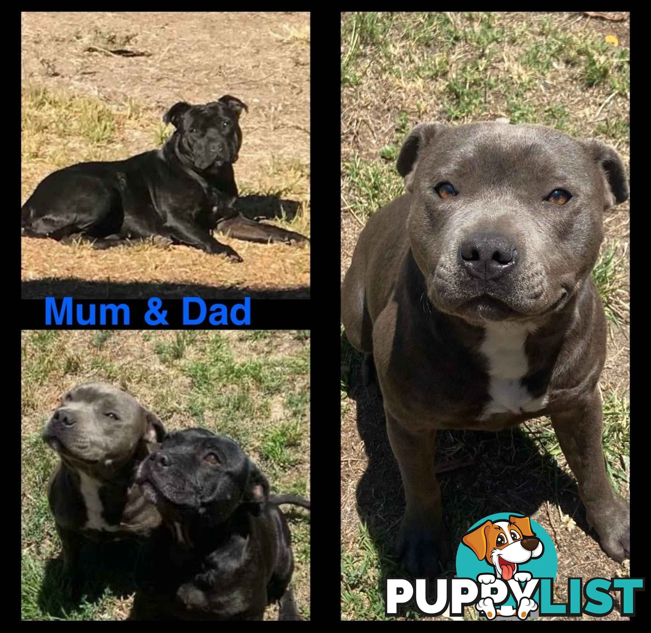 Pure Bred Blue English Staffies