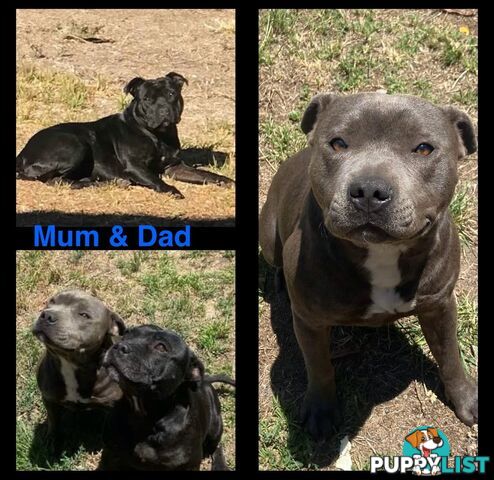 Pure Bred Blue English Staffies