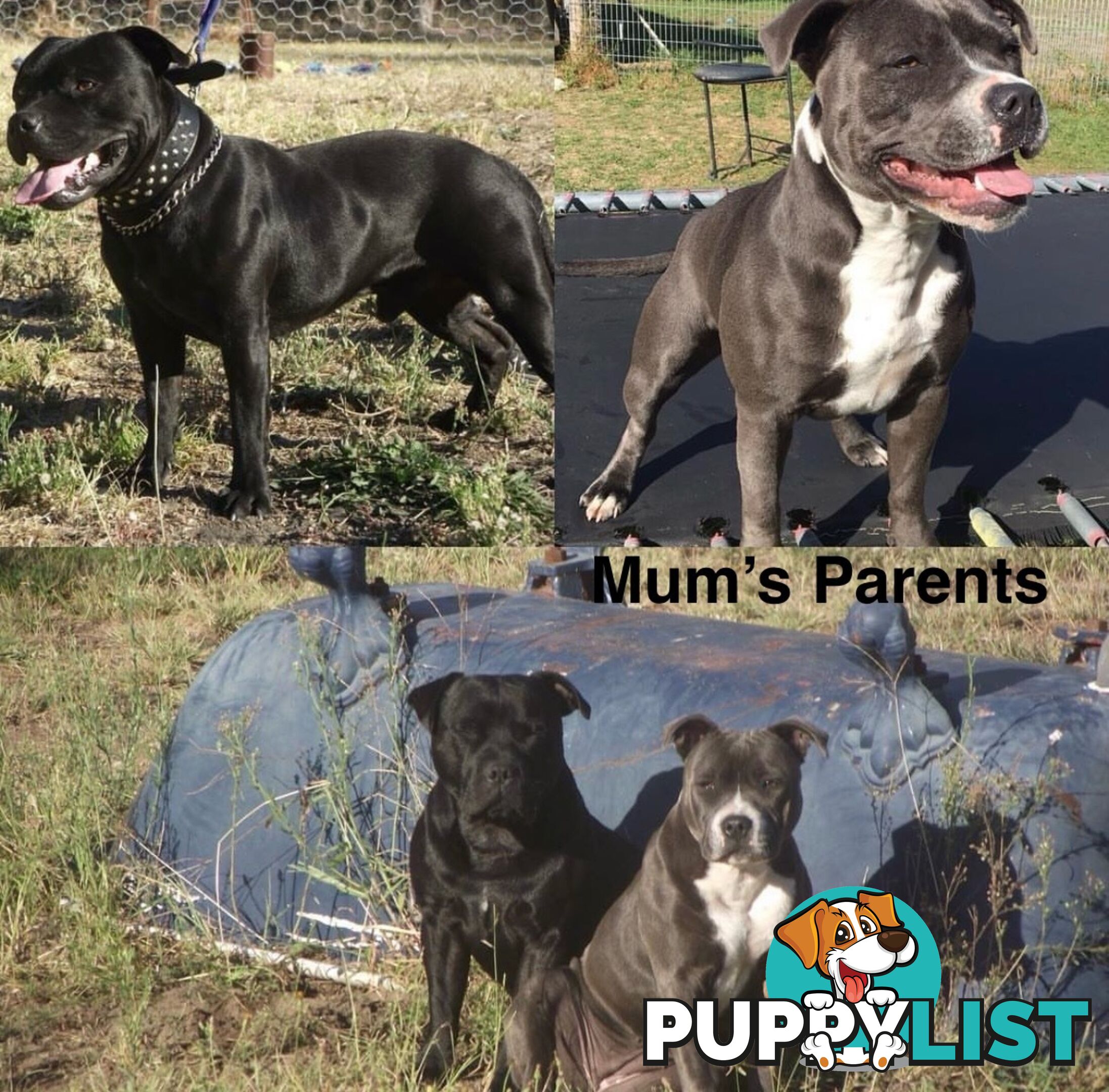 Pure Bred Blue English Staffies