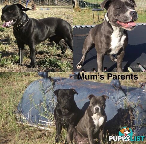 Pure Bred Blue English Staffies