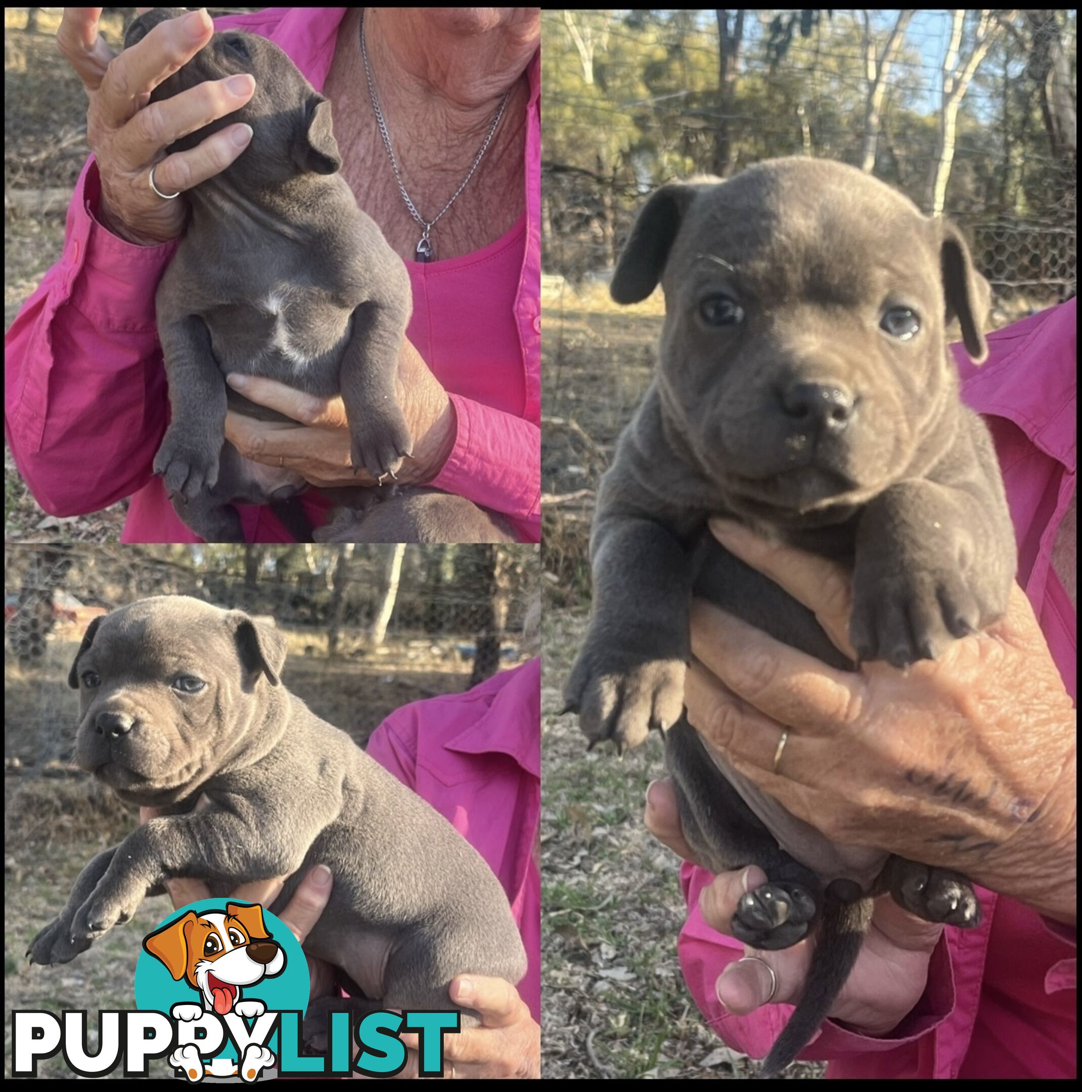 Pure Bred Blue English Staffies