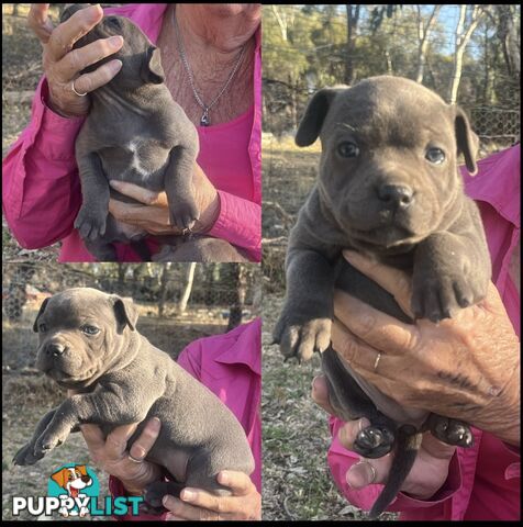 Pure Bred Blue English Staffies