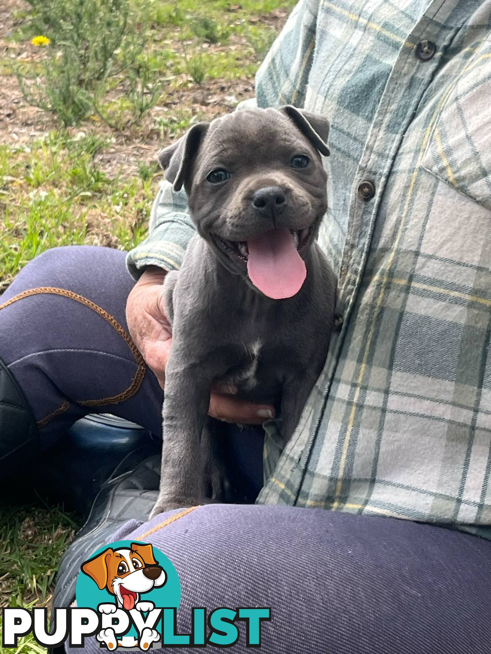 Pure Bred Blue English Staffies