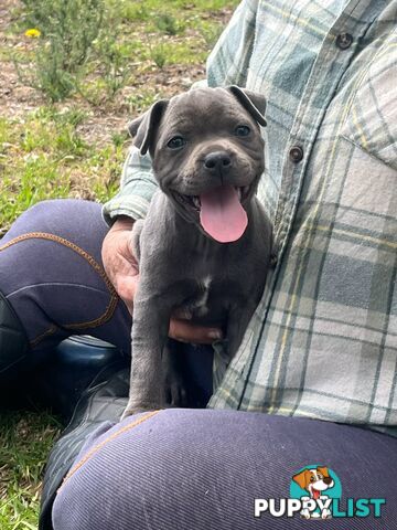 Pure Bred Blue English Staffies