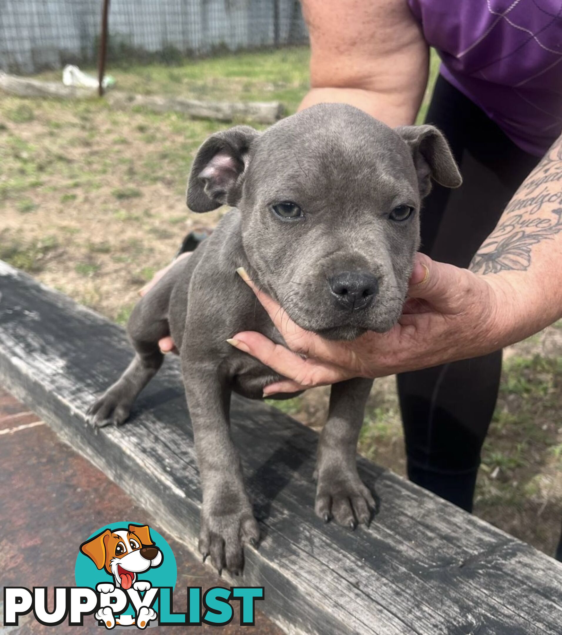 Pure Bred Blue English Staffies