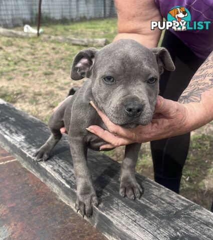Pure Bred Blue English Staffies