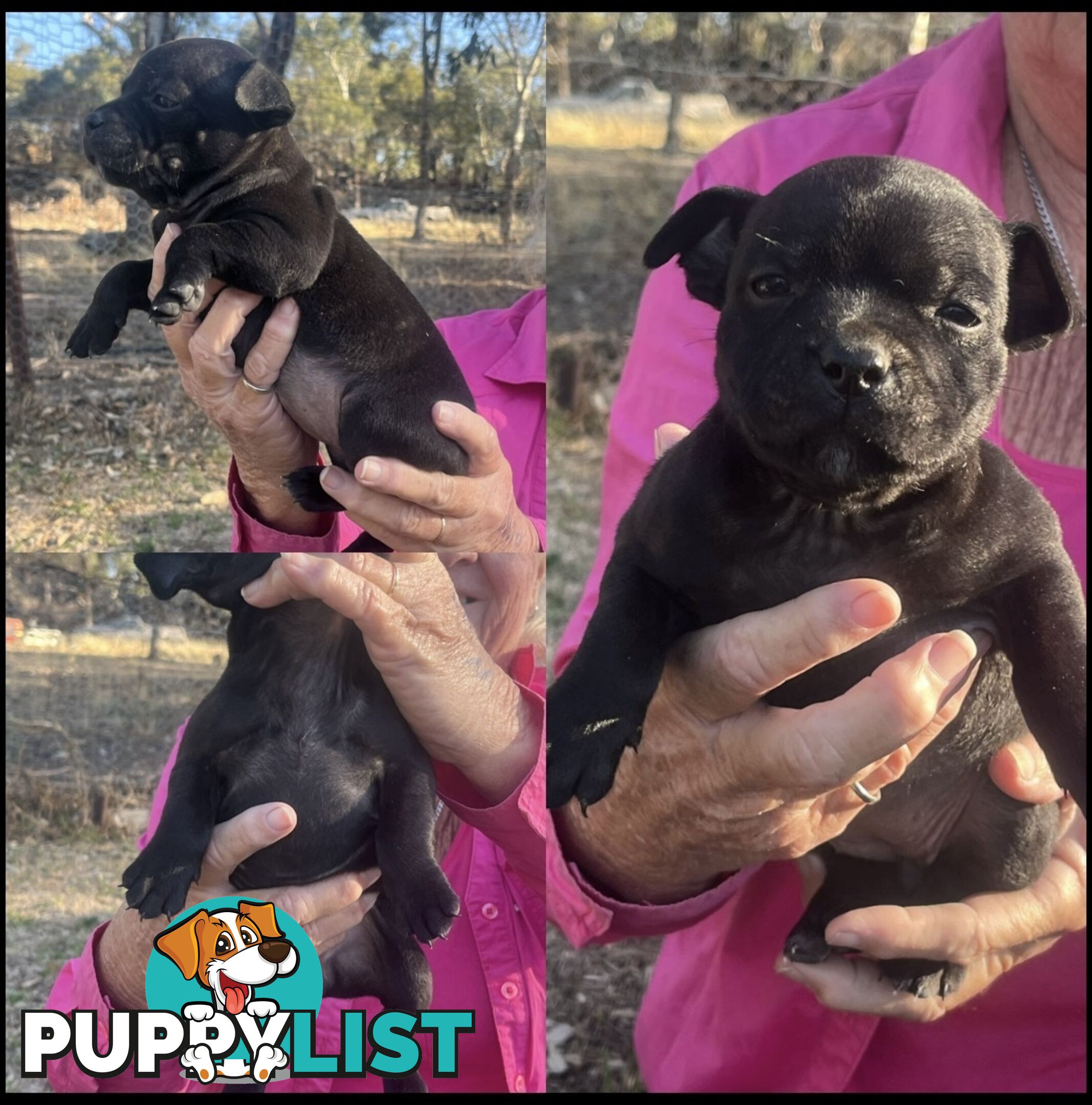 Pure Bred Blue English Staffies
