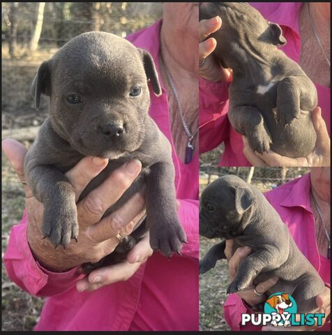 Pure Bred Blue English Staffies
