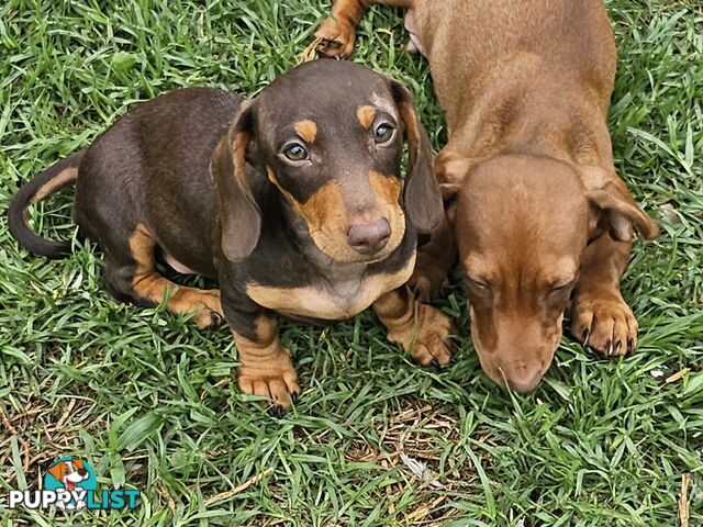 4 Mini Dachshunds