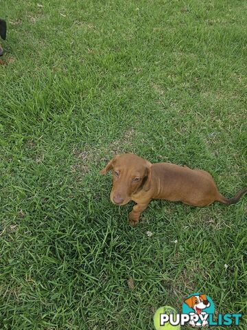 7 Mini Dachshunds