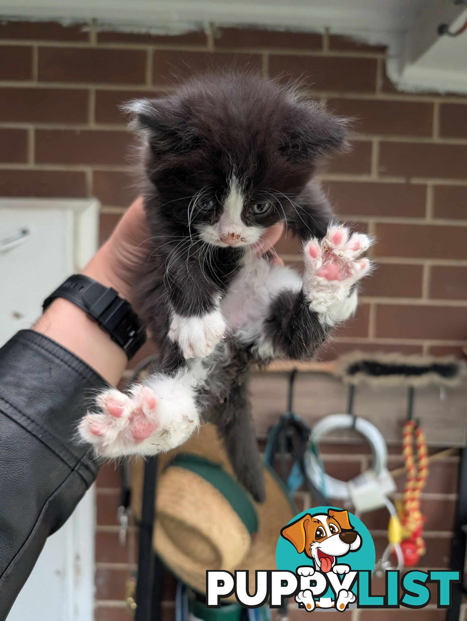 Ginger, Bambi and 4 kittens for sale