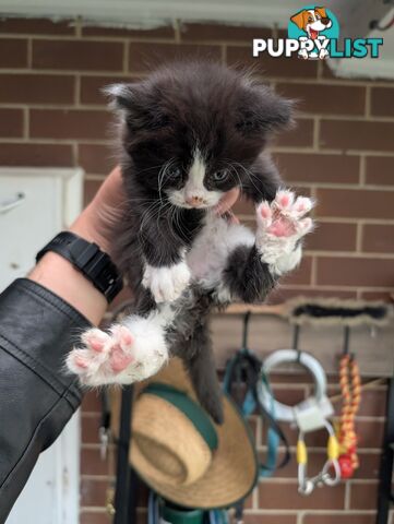 Ginger, Bambi and 4 kittens for sale