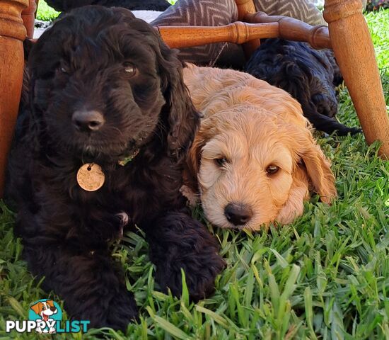 Adorable Mini Spoodle Puppies Ready for Their Forever Homes! Cocker Spaniel X Toy Poodle