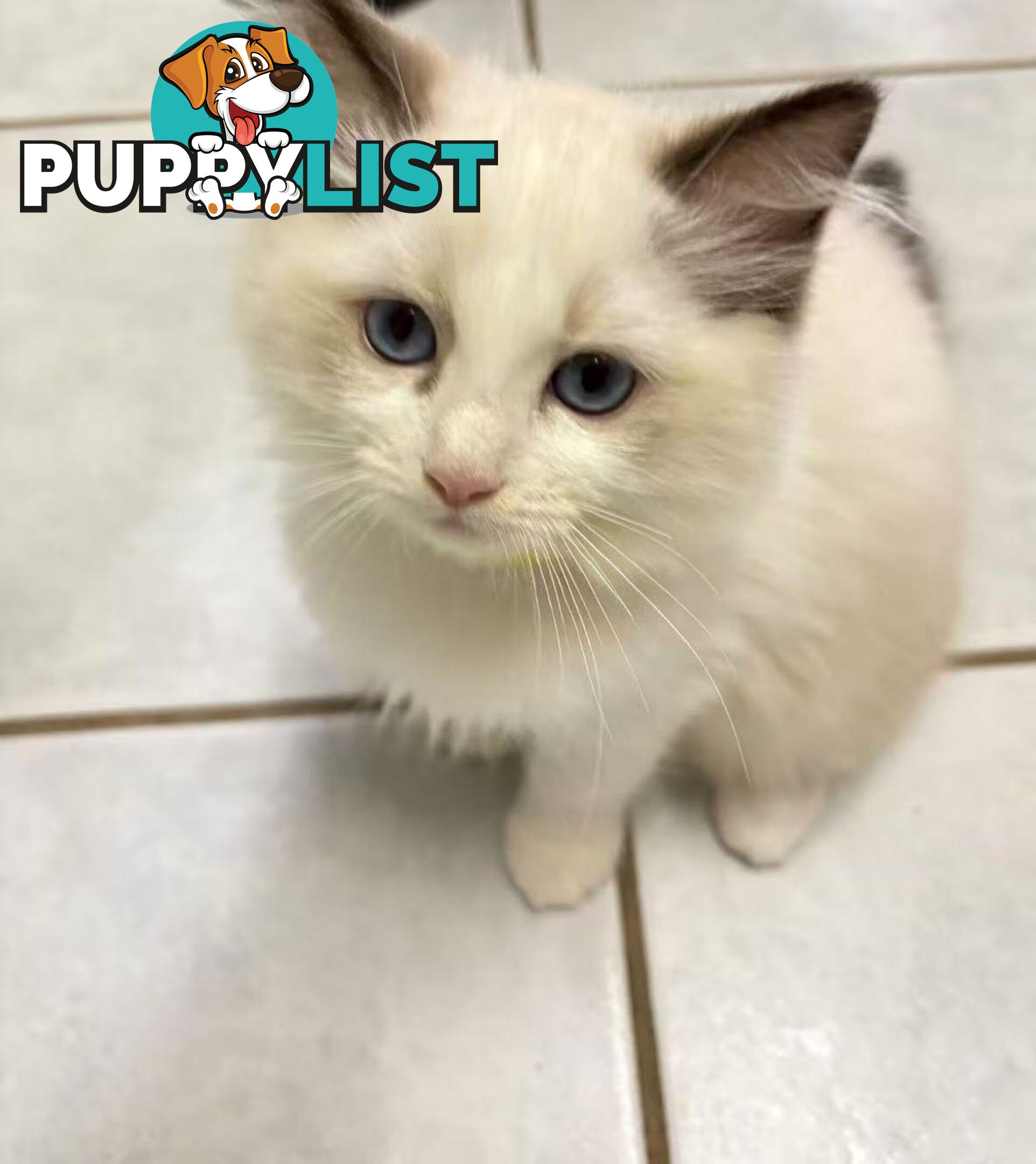 Purebred Ragdoll Kittens – Affectionate, Beautiful & Ready for New Homes!